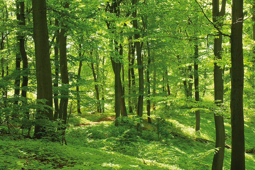 Nachhaltiger Mischwald im Sonnenlicht Nachhaltiger Mischwald im Sonnenlicht
